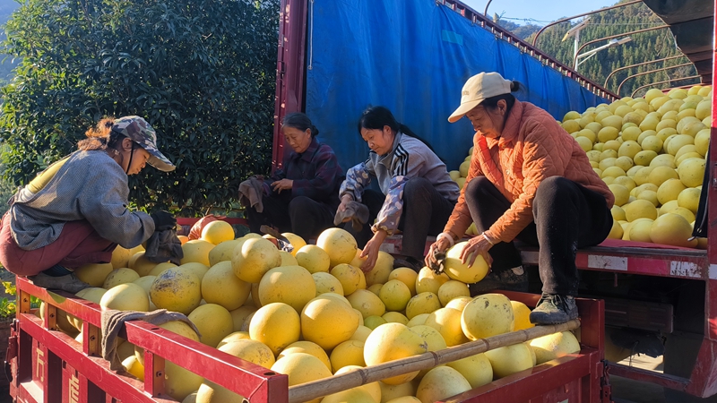 农户柚子装车。