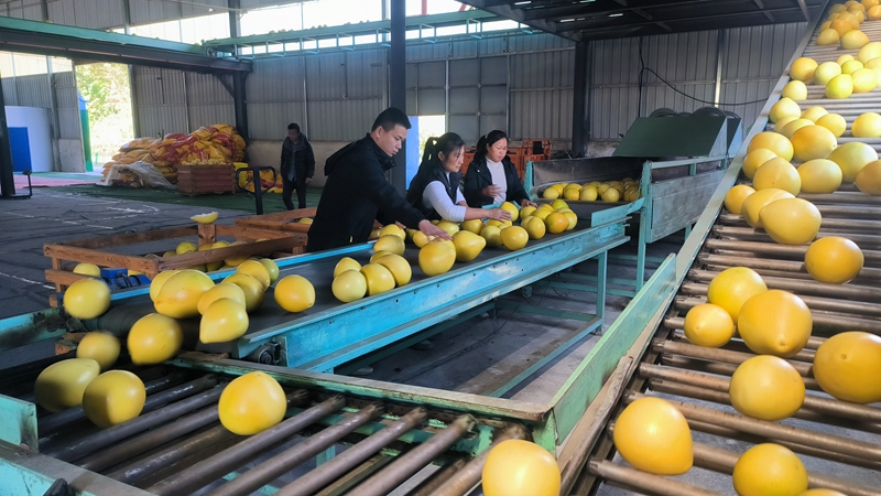 柚子分级。