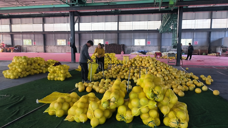 柚子统一包装。