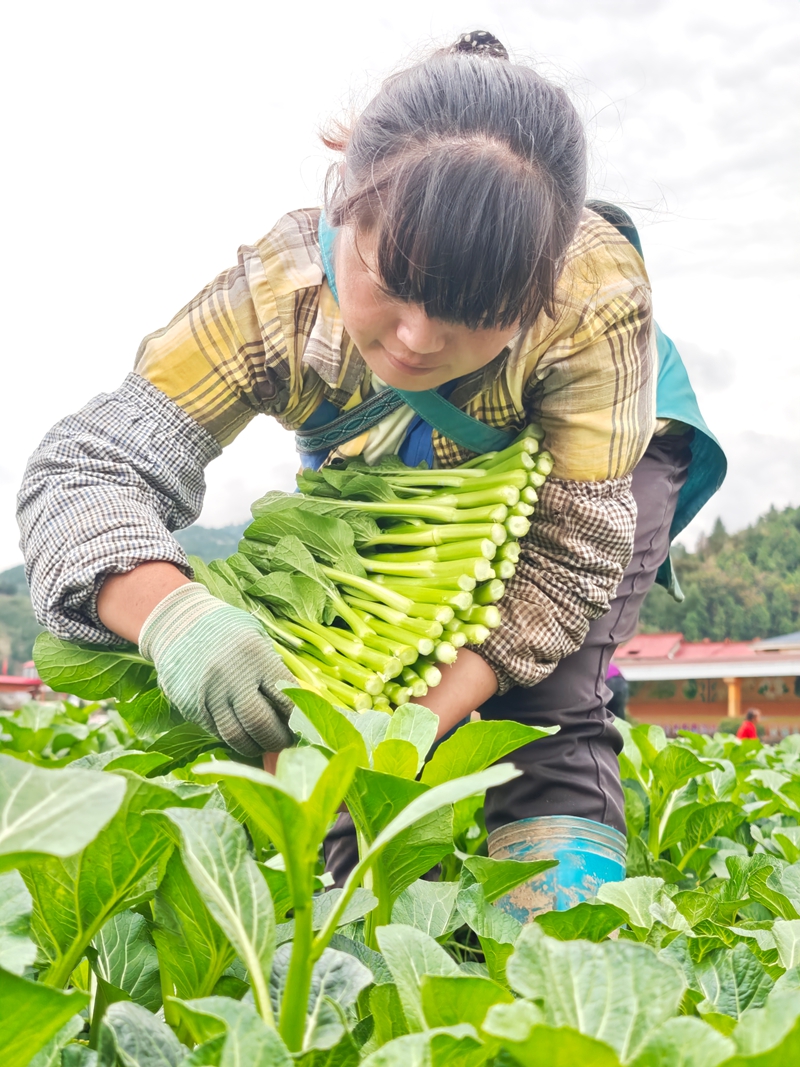 工人按照标准采收新鲜蔬菜。