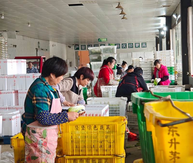 加工车间，工人们进行分拣、打包，去除不合格产品。