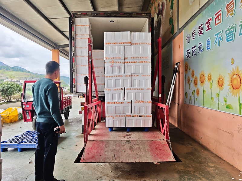 工人们将预冷后的蔬菜整齐装入冷藏车。
