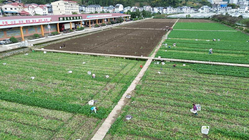 贵州茅台流域东升农场。