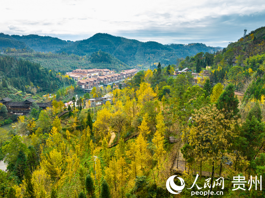 村居与银杏树交相辉映。人民网 阳茜摄