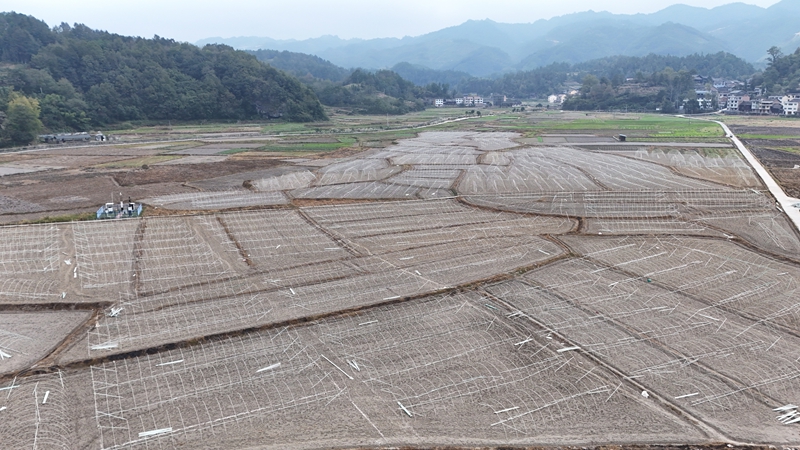 南明大坝羊肚菌种植基地连片的新建大棚已初具规模。彭开燚摄