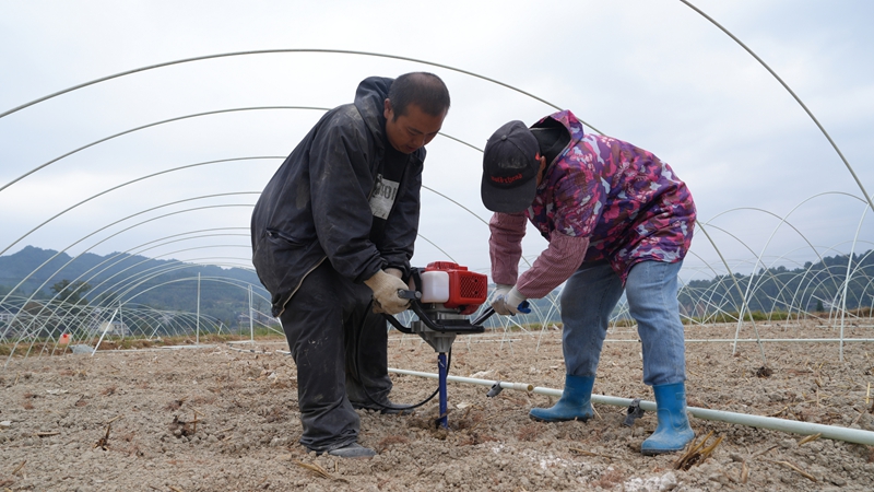 农户们正在给土地打洞。彭开燚摄