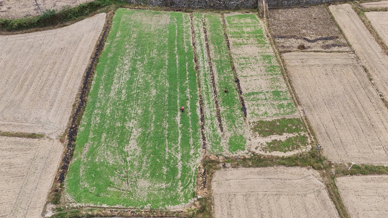 已经种上油菜苗的田地上多了一抹绿。彭开燚
