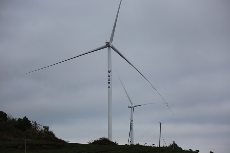 圖為巨型風機葉片在薄霧晨曦中緩緩轉動,與層層疊疊的茶壟相映成趣。梅亞軍攝