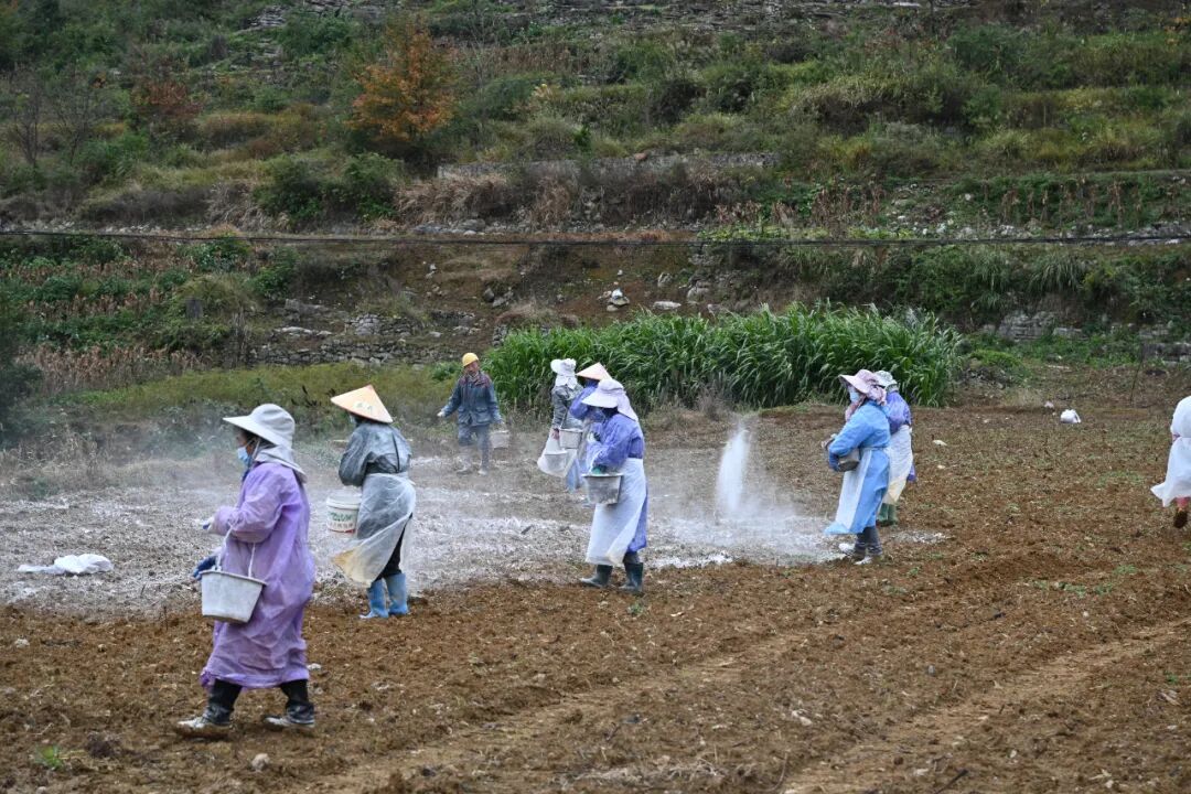 圖為：洒石灰消毒