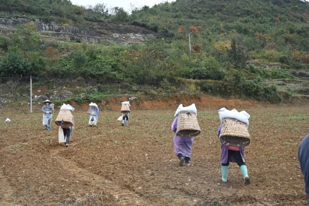 土壤消毒作業。