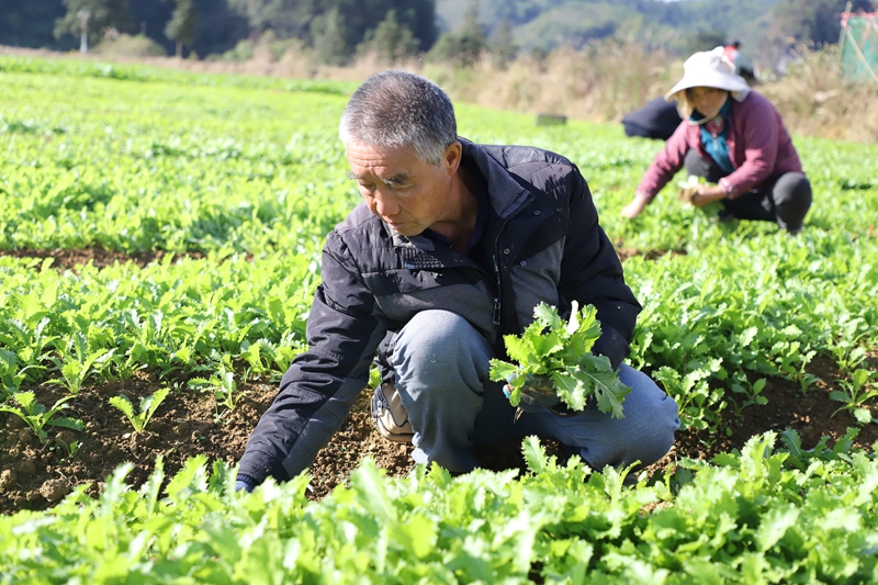 施秉县杨柳塘镇地坝村群众在育苗基地摘雪里蕻幼苗1