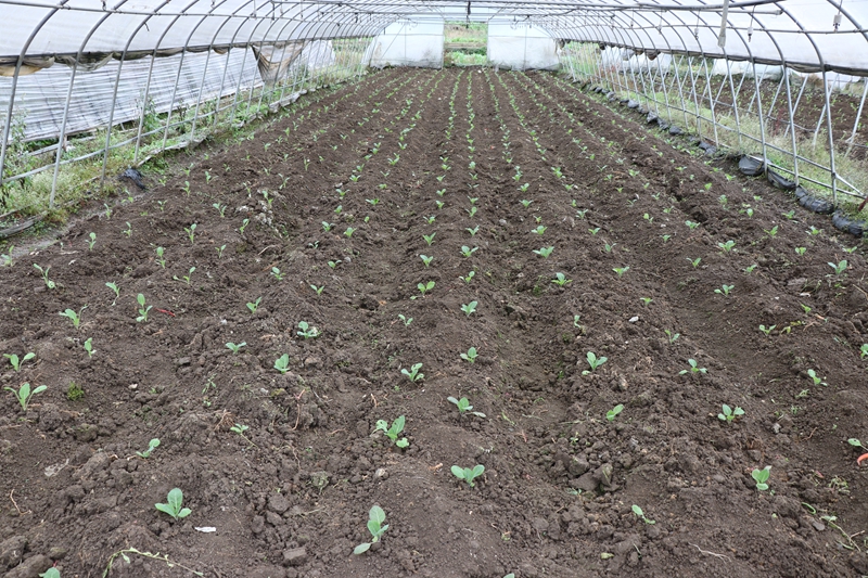 小吉場鎮德勝村蔬菜種植基地  剛種好的蔬菜 劉娟 攝.JPG