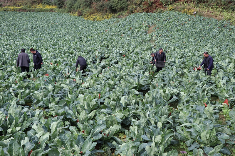 對坡鎮杉寨村花菜種植基地 農戶正在採摘花菜 劉娟 攝.JPG