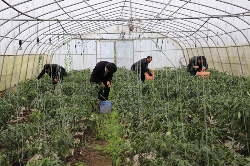 對坡鎮大堡村蔬菜種植基地  農戶正在採摘辣椒 劉娟 攝.JPG
