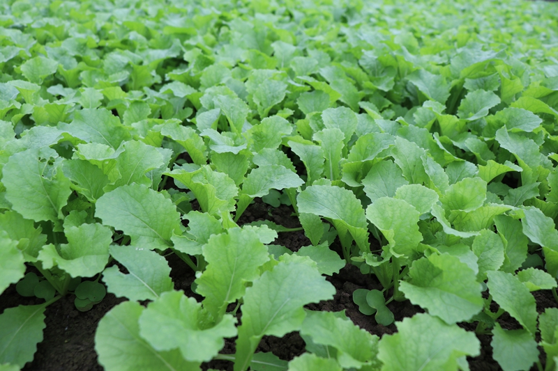 對坡鎮中心村大棚內蔬菜長勢喜人 劉娟 攝1.JPG