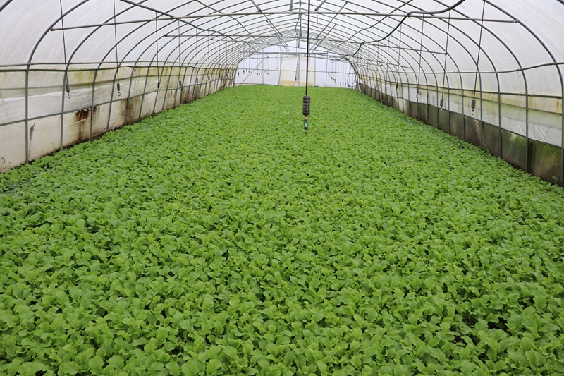 對坡鎮中心村大棚內蔬菜長勢喜人 劉娟 攝.JPG