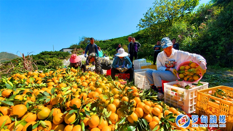 5罗甸脐橙.jpg
