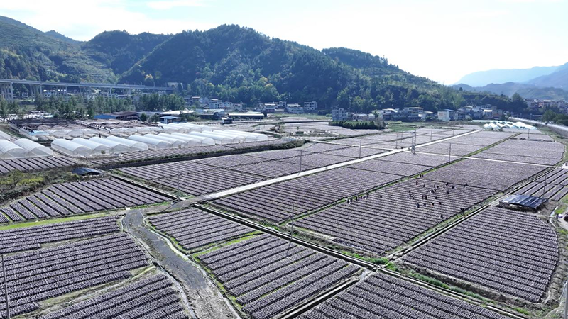 印江自治县合水镇兴旺坝区的稻耳轮作基地。