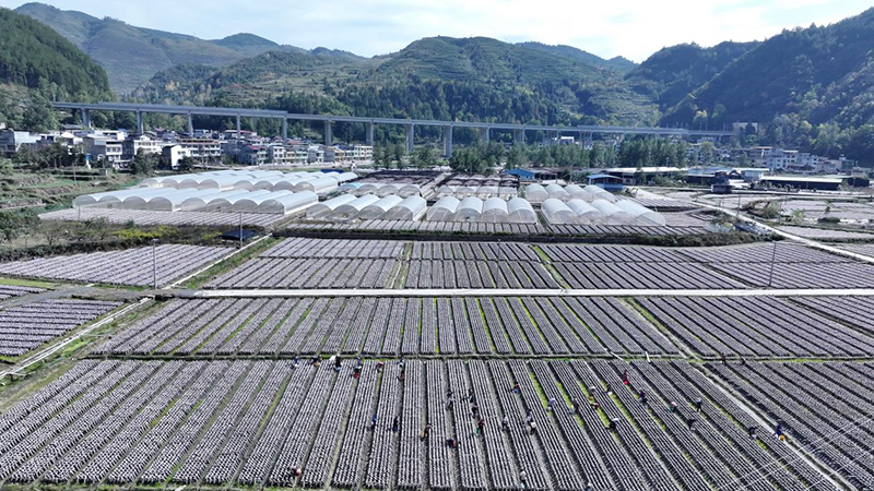 印江自治县合水镇兴旺坝区的稻耳轮作基地。