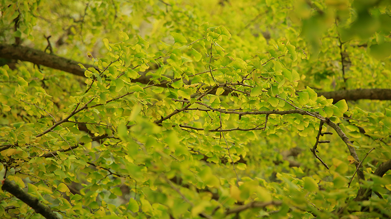 龍山村四百年古銀杏樹枝。李宇攝