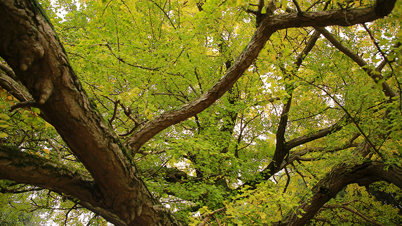 龍山村四百年古銀杏一角。李宇攝