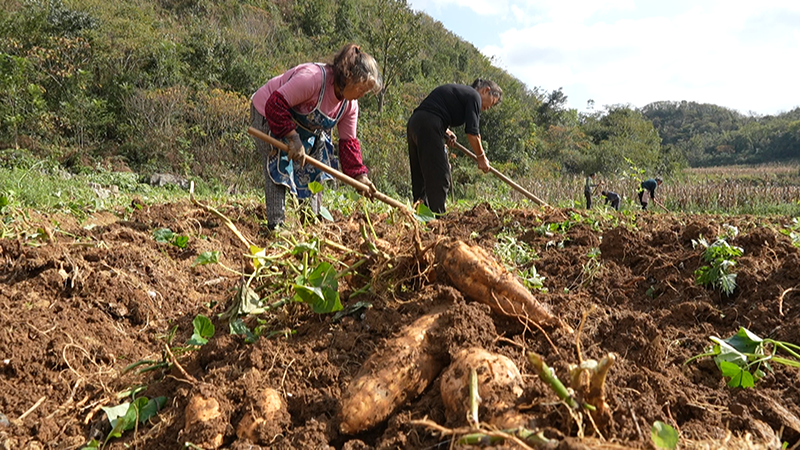 安順經開區幺鋪鎮張勝村紅薯試種喜獲豐收。