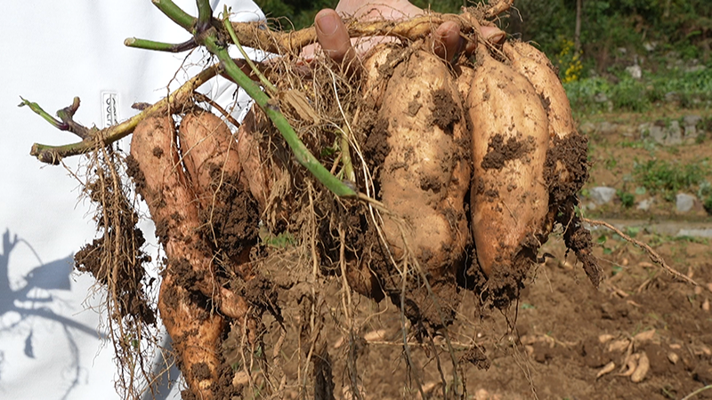 安順經開區幺鋪鎮張勝村紅薯試種喜獲豐收。