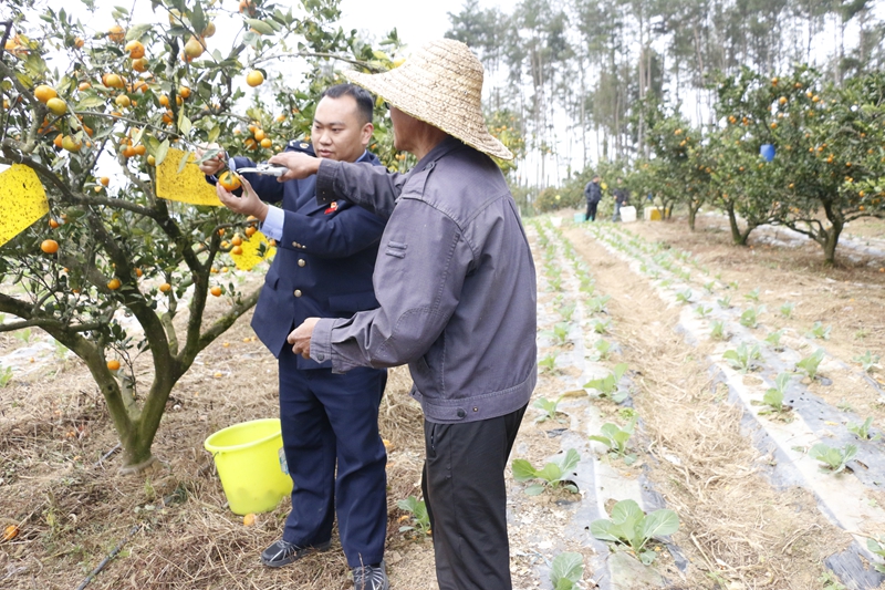 圖1：貴定縣稅務局工作人員在橘園了解農戶實際生產情況.JPG