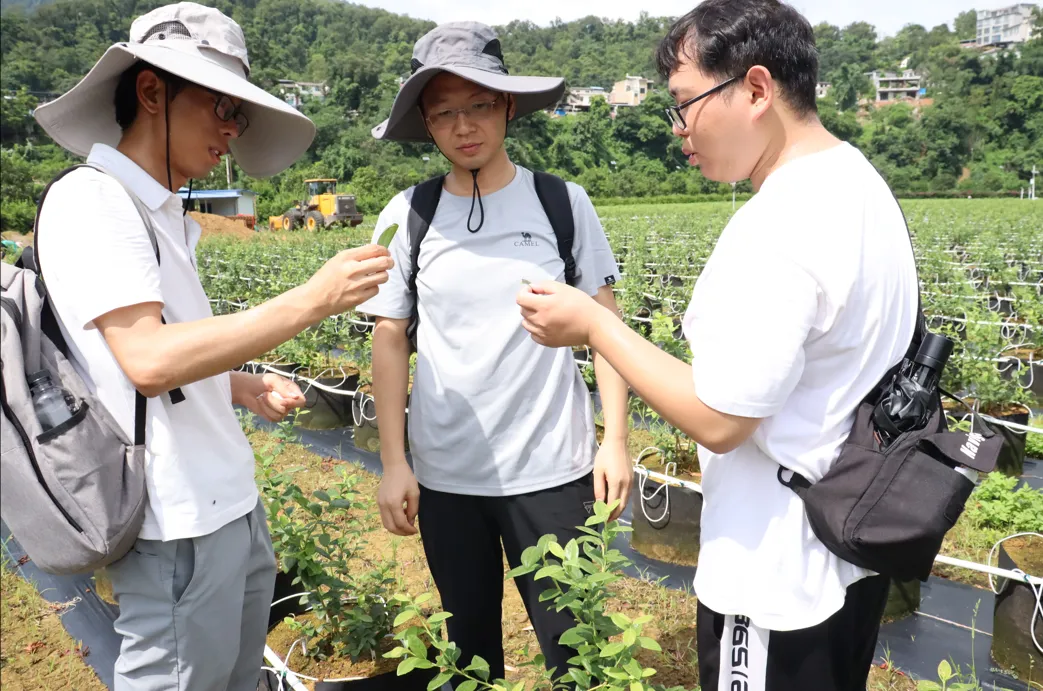 贵州册亨糯米蕉科技小院开展病虫害调查工作。