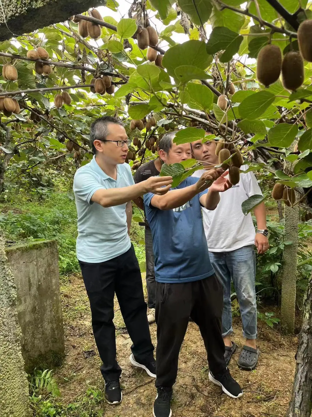 柏松（左一）在修文猕猴桃科研试验示范基地进行技术指导。