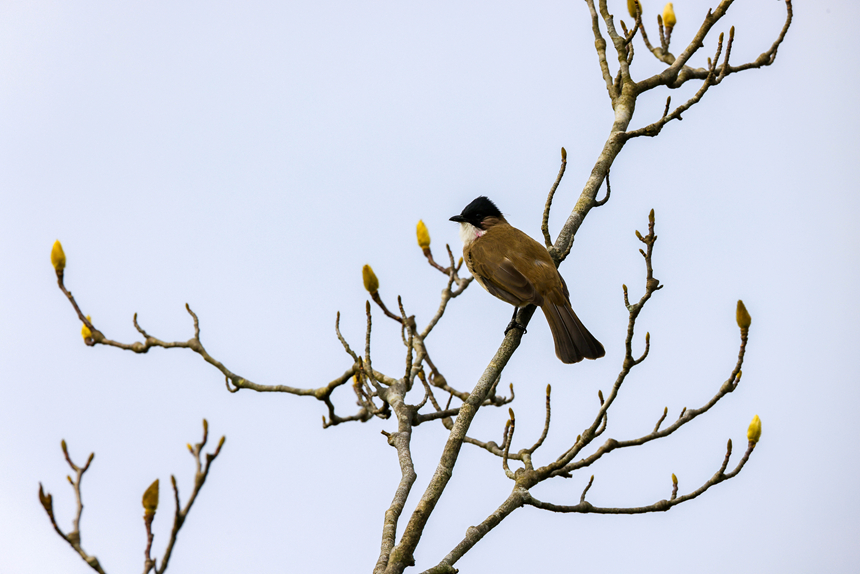 鳥兒在貴州省銅仁市玉屏侗族自治縣㵲陽河國家濕地公園內棲息。 
