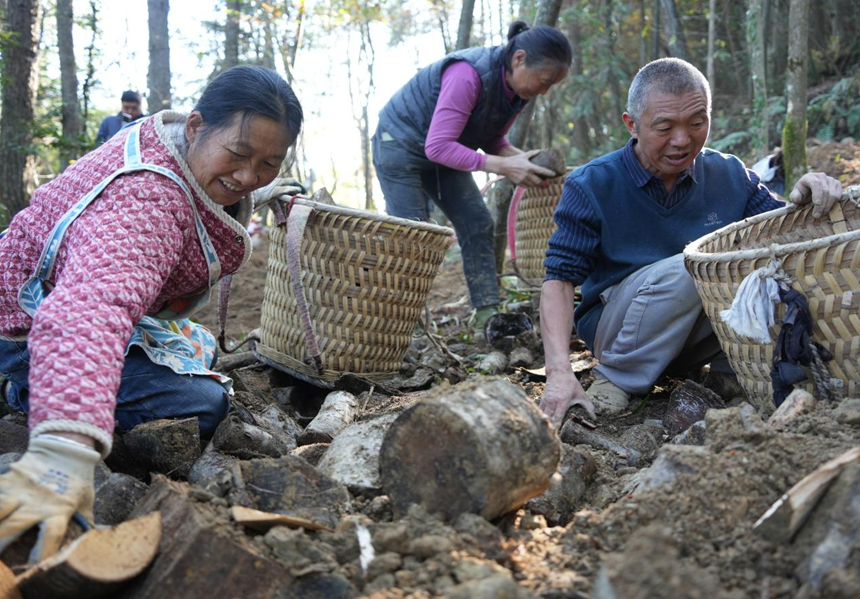 村民們有條不紊地進行工作。