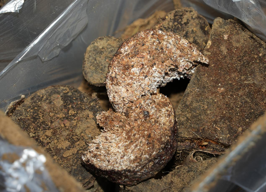 林間播下致富種 來年收獲“金疙瘩”。