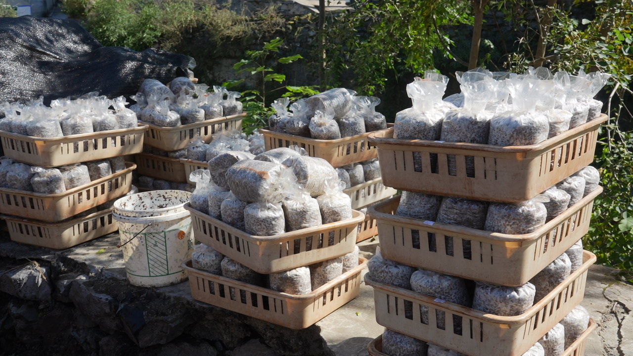 冬閑田不閑 羊肚菌種植忙。