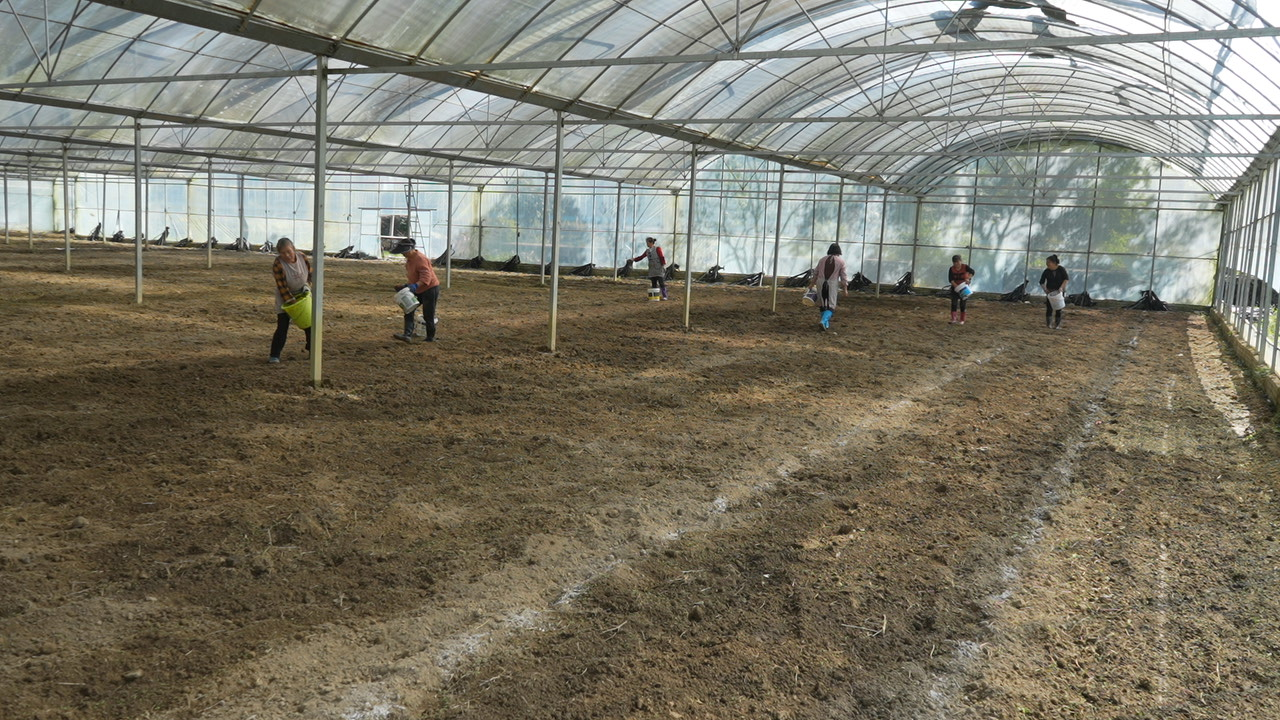 村民們手提菌桶進行播撒、覆土、澆水等工作。