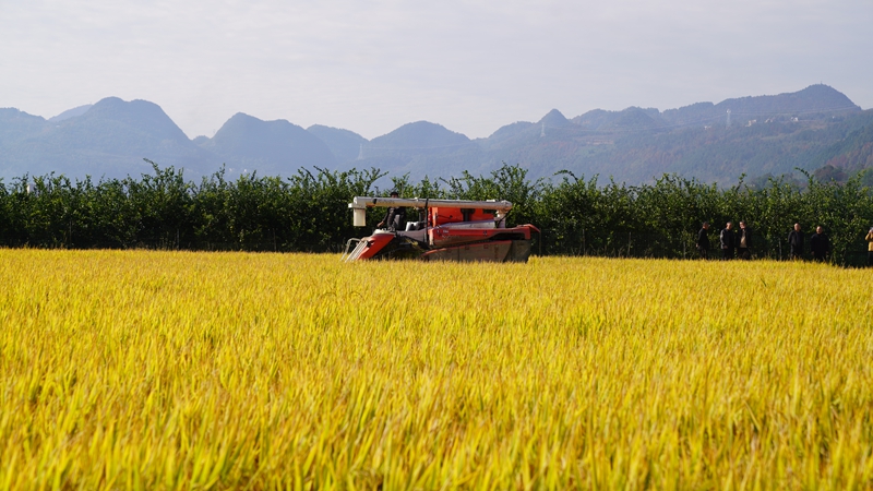 贵州思南：科技赋能“米袋子” 轮作激活“希望田”.jpg