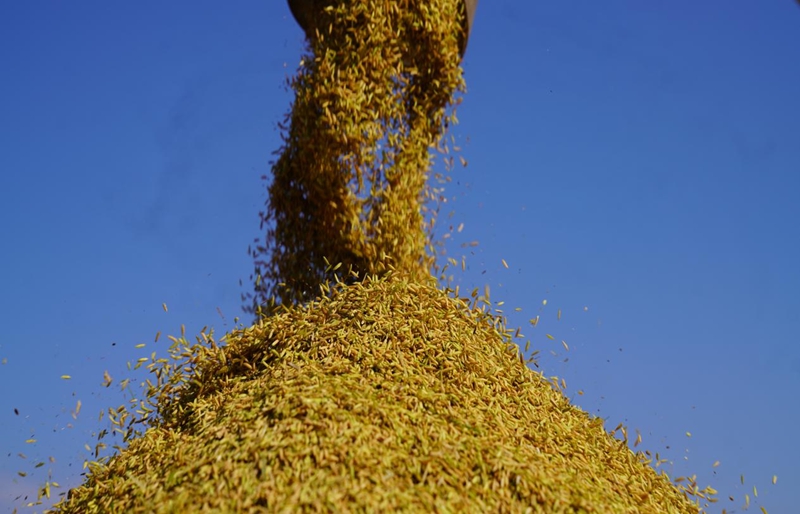 思南科技赋能“米袋子”，轮作激活“希望田”。