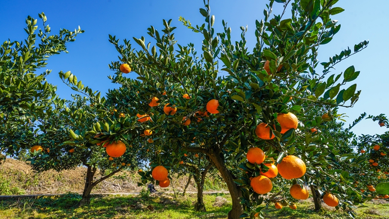 連片的柑橘樹。