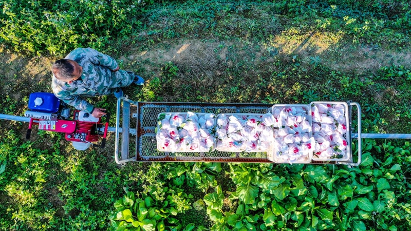 “小火车”助力果农轻松采收。