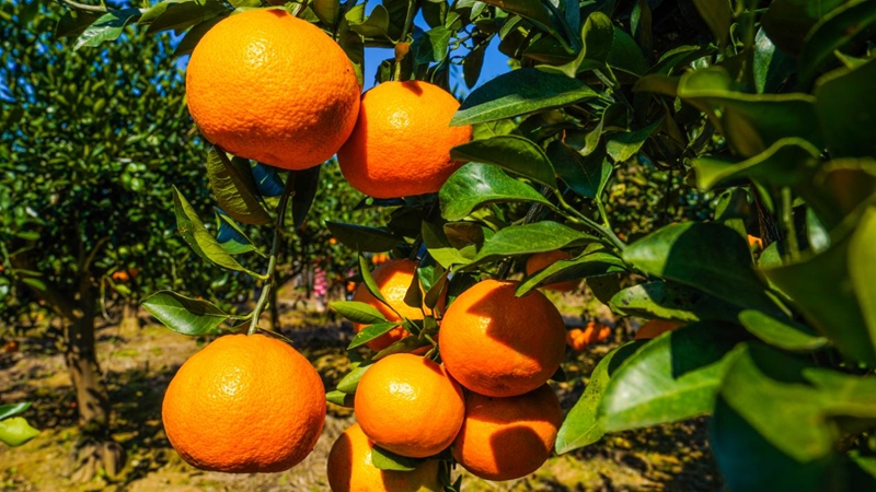 沉甸甸的柑橘挂满枝头。