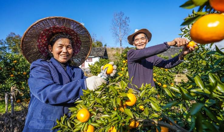 貴州沿河：柑橘喜獲豐收 “小火車”助力果農輕鬆採收