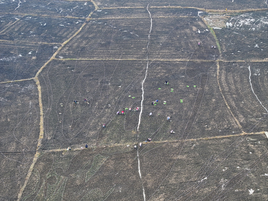 昊禹•稻花乡里。
