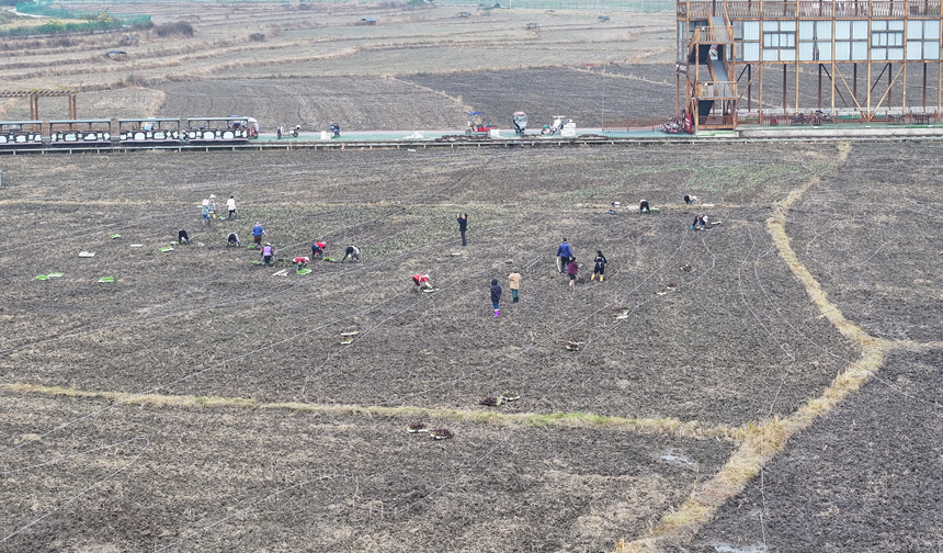 昊禹•稻花乡里。