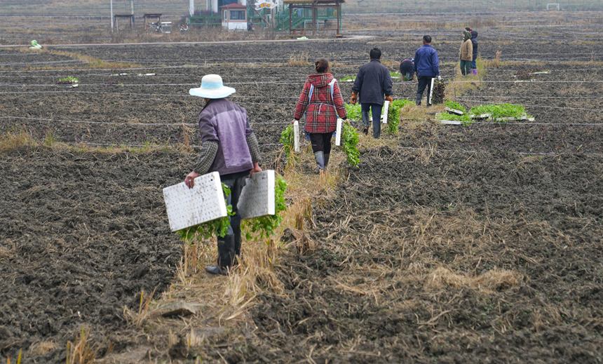 昊禹•稻花乡里。