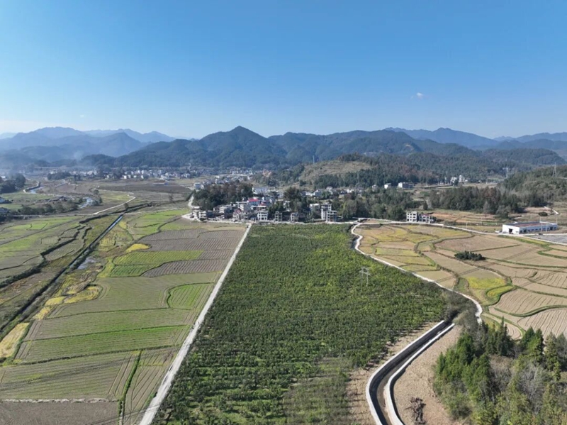 松桃安山村： 香柚满枝头 产业促振兴。