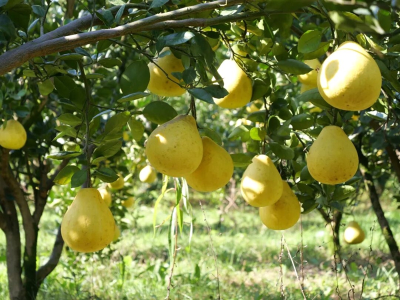 松桃安山村： 香柚满枝头 产业促振兴。