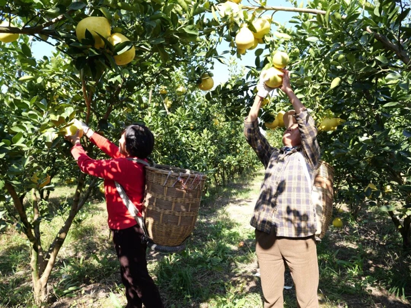 松桃安山村： 香柚满枝头 产业促振兴。