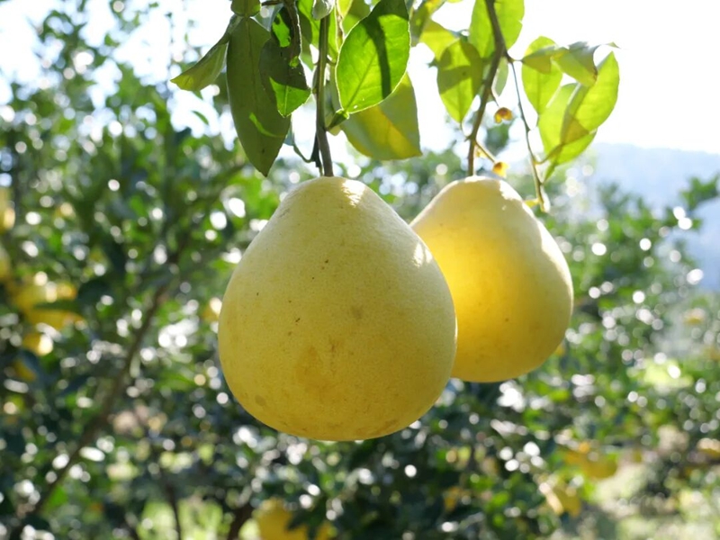 松桃安山村： 香柚满枝头 产业促振兴。