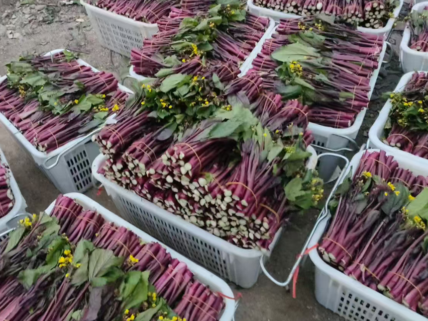 菜商到農戶家中收紫菜苔運往省外。
