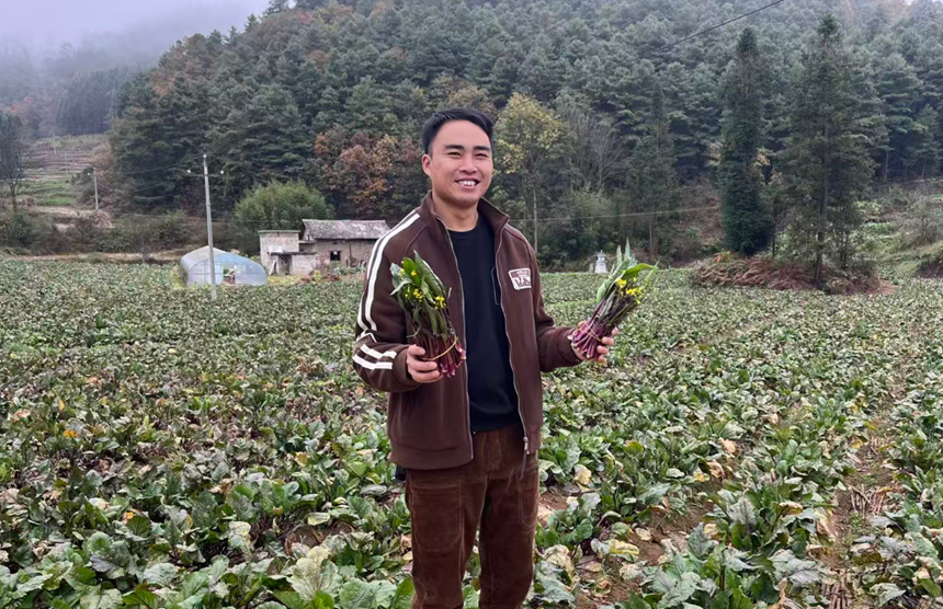 德卓鎮爐元村煙農林登紅。
